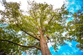 Professional Tree Services in Salem, UT